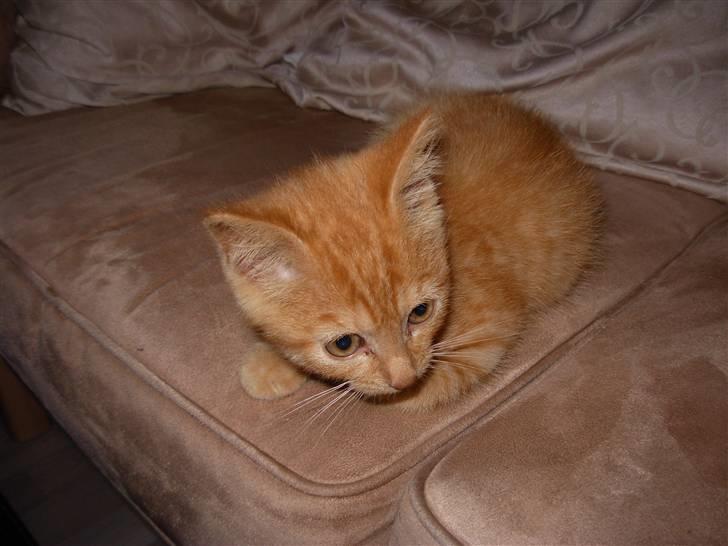 Huskat samson billede 3