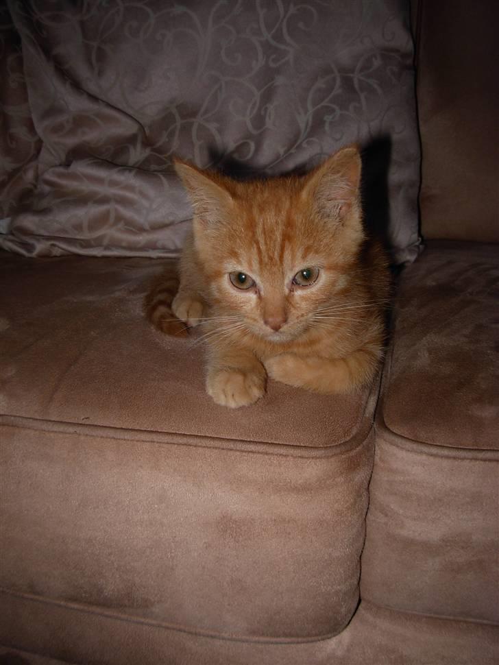 Huskat samson billede 4