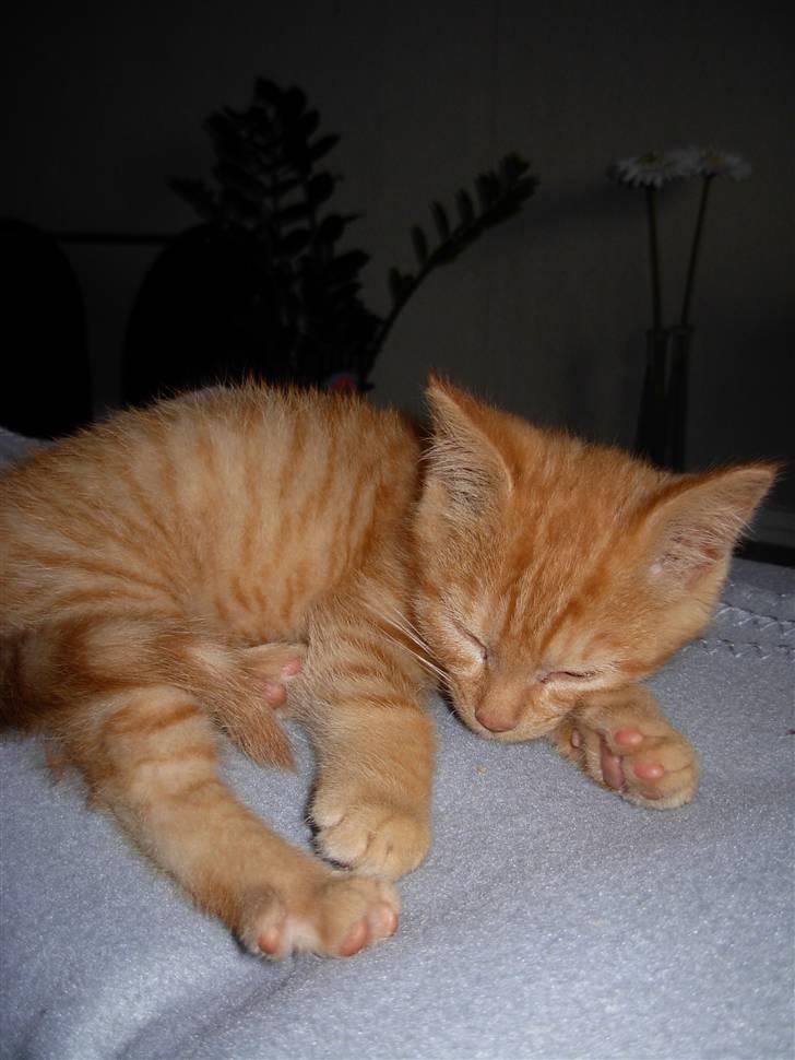 Huskat samson billede 5