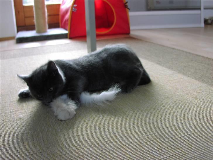 Huskat Morfeus billede 6