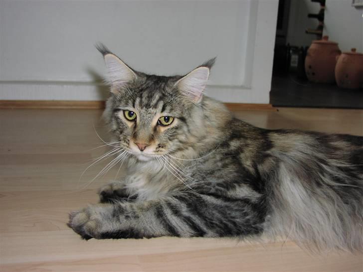 Maine Coon Gabriel - Gabriel d. 12-08-08 billede 19