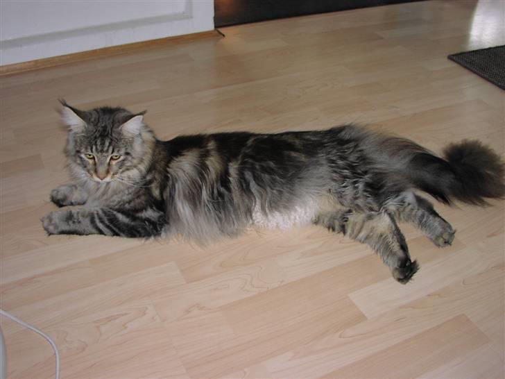 Maine Coon Gabriel - Gabriel d. 12-08-08 billede 20