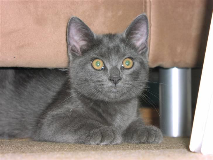 Huskat Morfeus billede 7