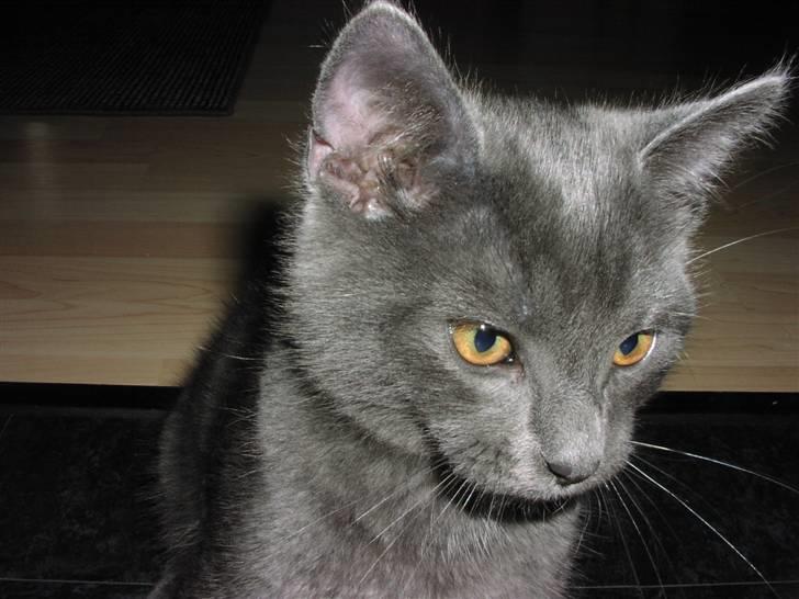 Huskat Morfeus billede 8