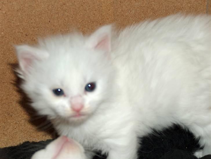 Maine Coon Lacoma billede 6