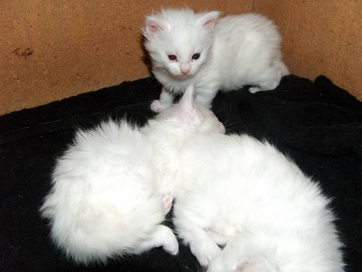 Maine Coon Lacoma - det mig Lacoma i hjørnet.. billede 7