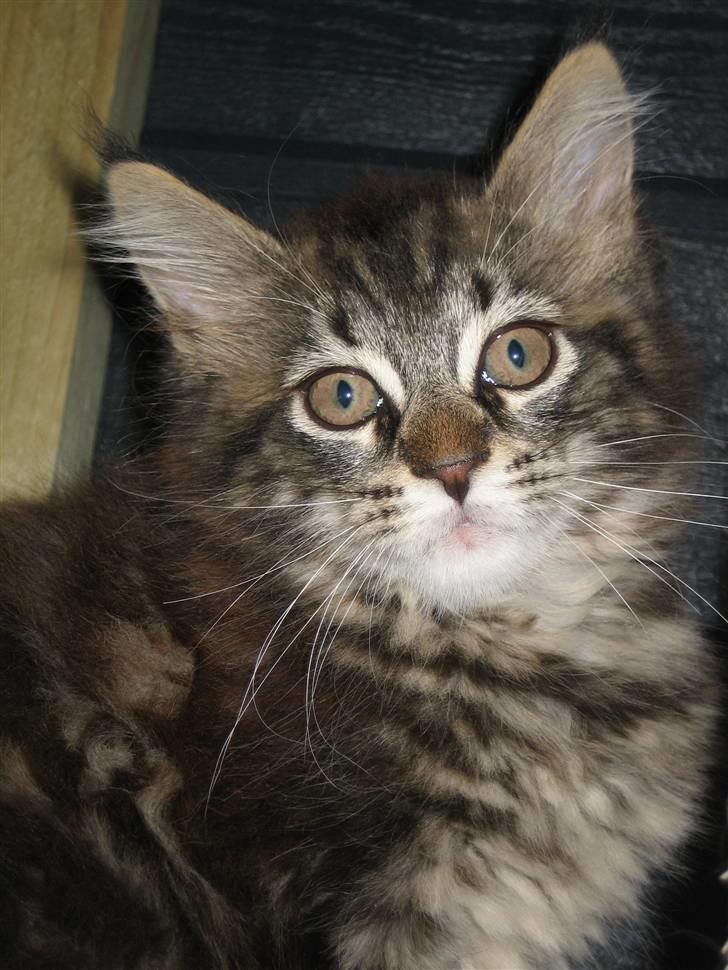 Maine Coon balbooms angelo billede 8