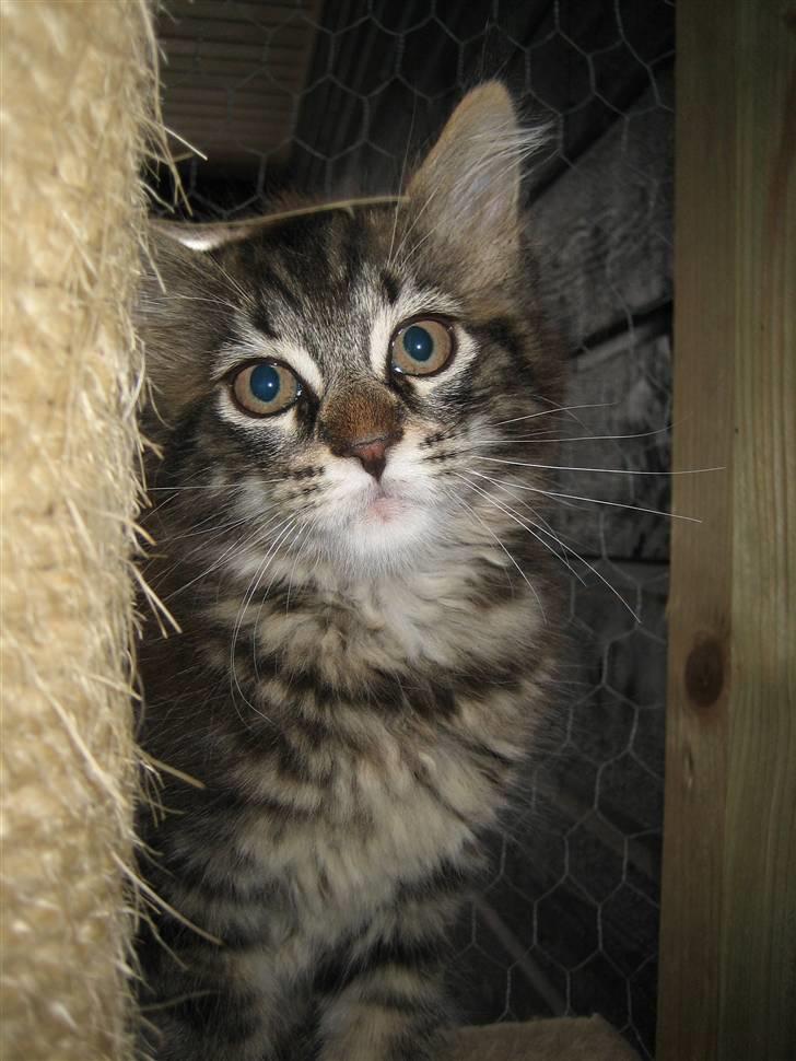 Maine Coon balbooms angelo billede 9