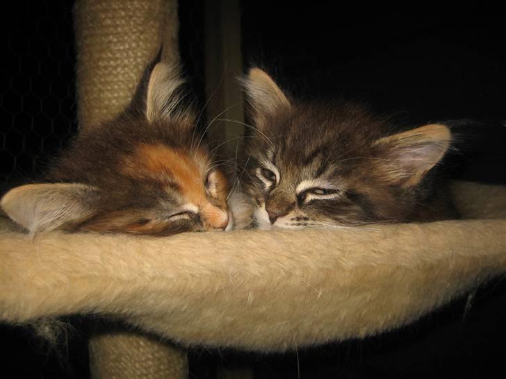 Maine Coon balbooms angelo billede 10