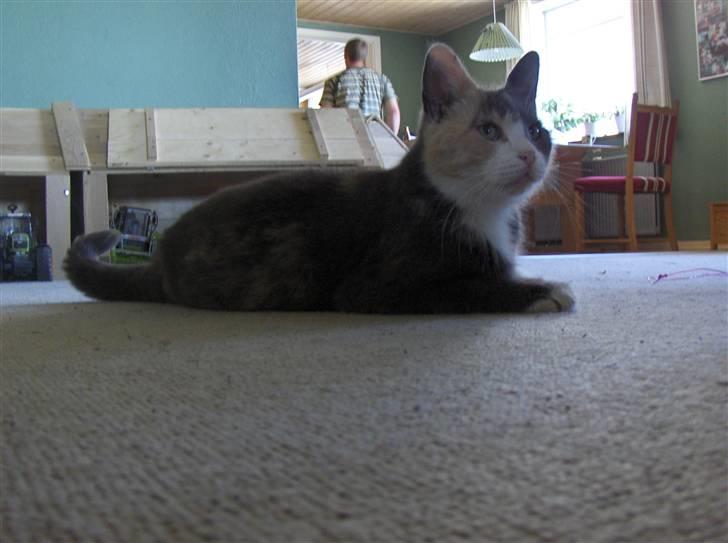 Huskat Trunte  billede 7