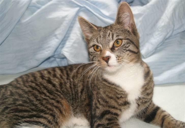 Blanding af racer Buster billede 1