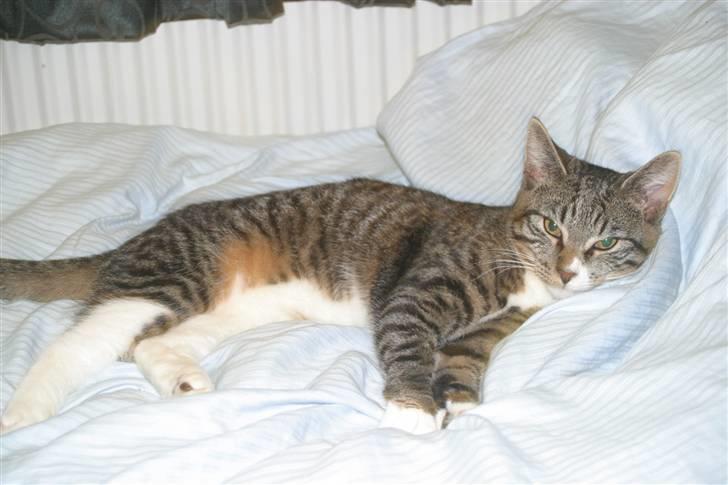 Blanding af racer Buster billede 2