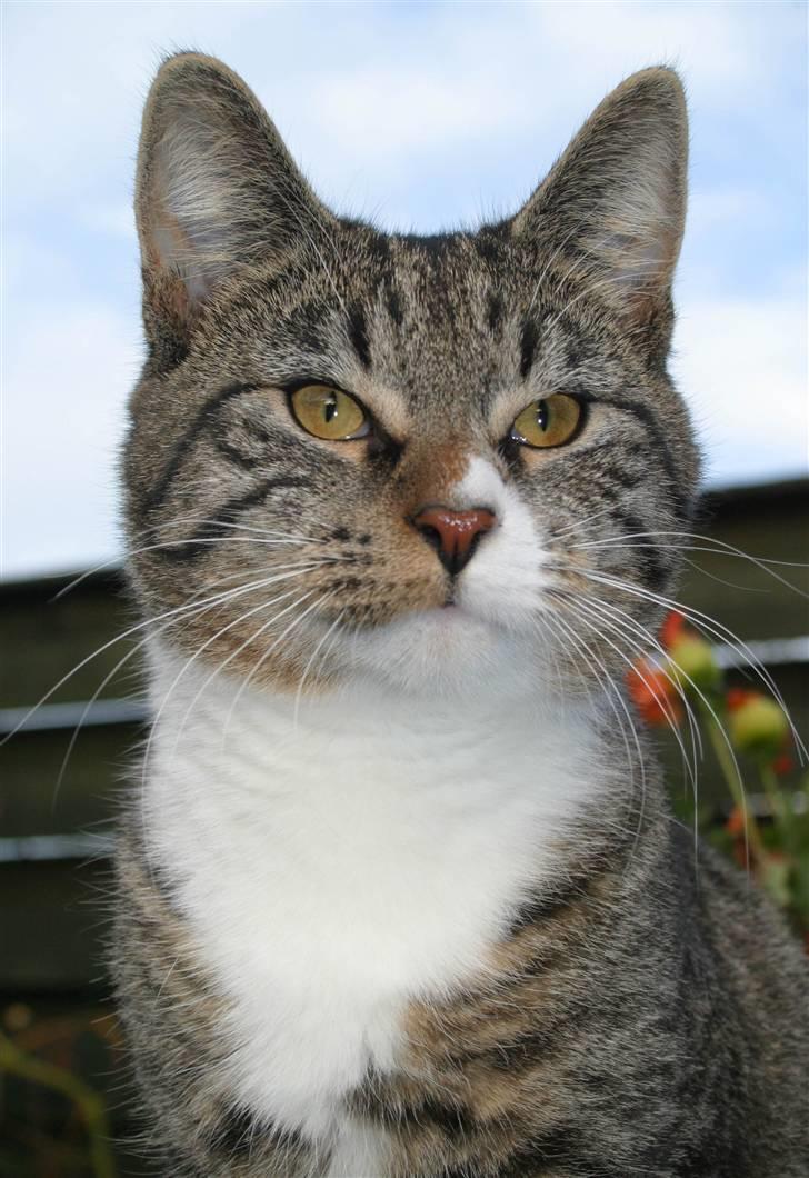 Blanding af racer Buster billede 3