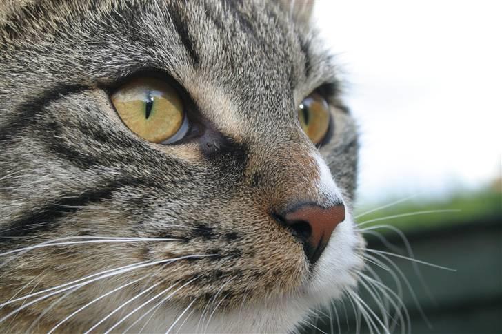 Blanding af racer Buster billede 4