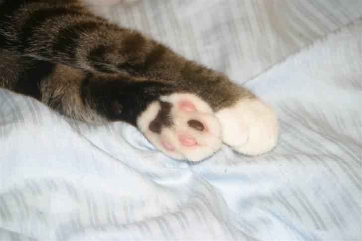 Blanding af racer Buster billede 5