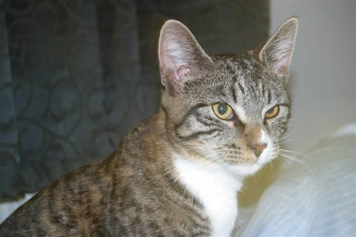 Blanding af racer Buster billede 6