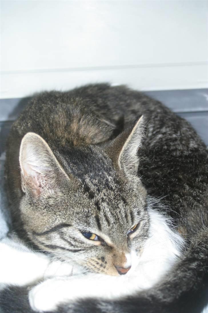 Blanding af racer Buster billede 7