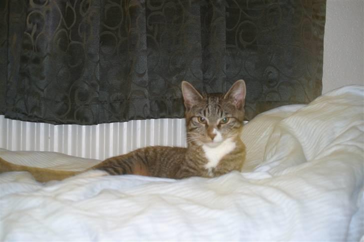 Blanding af racer Buster billede 8