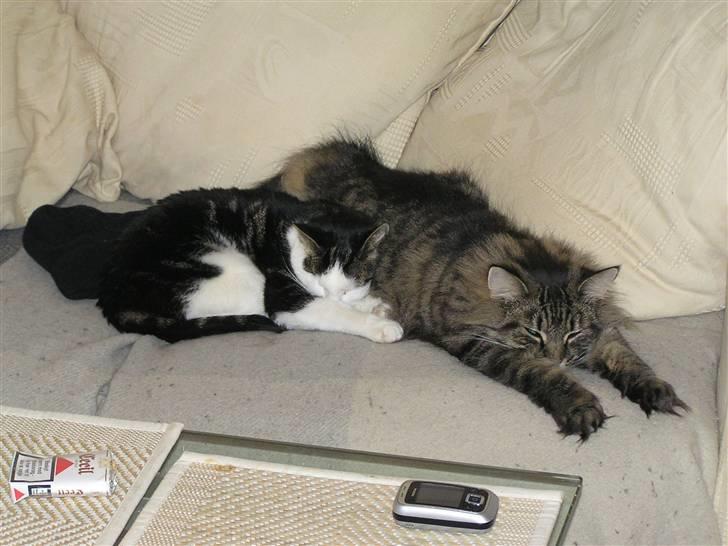 Norsk Skovkat Björk billede 9