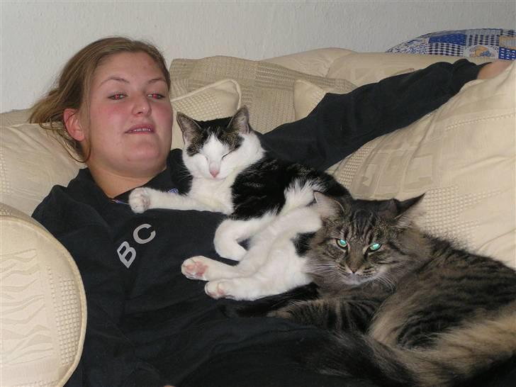 Norsk Skovkat Björk billede 11