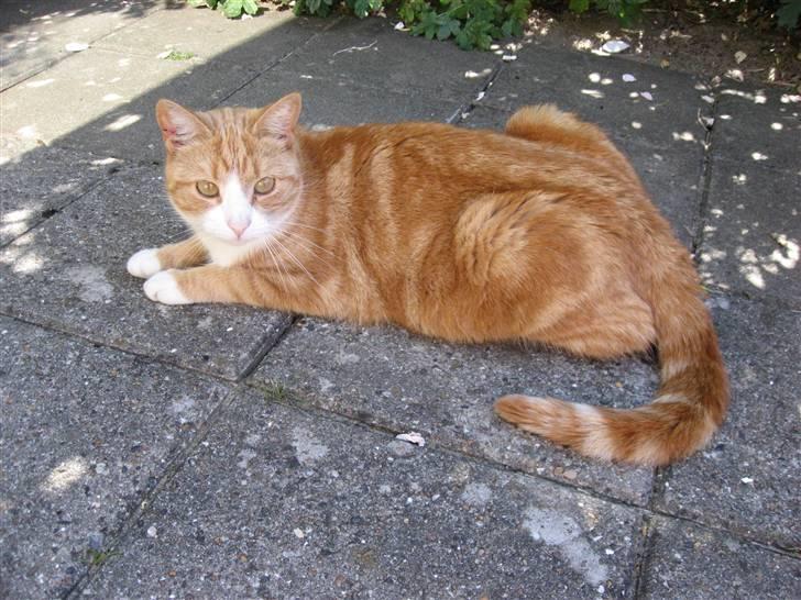 Huskat Aia O'malley billede 1