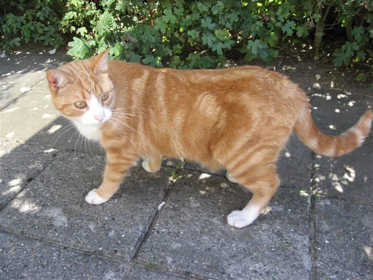 Huskat Aia O'malley billede 2