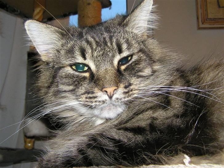 Norsk Skovkat Björk billede 12