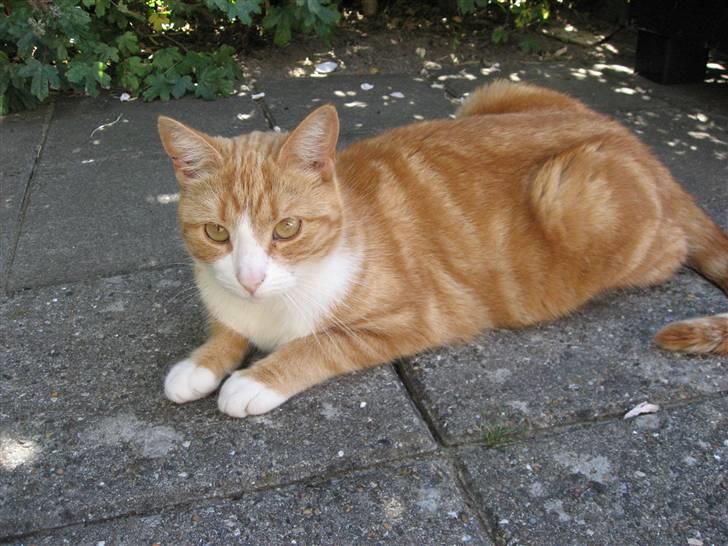 Huskat Aia O'malley billede 3