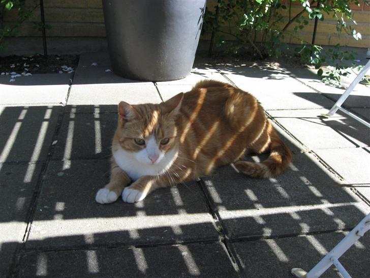 Huskat Aia O'malley billede 4