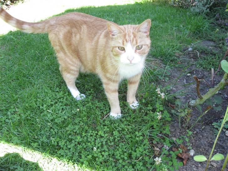 Huskat Aia O'malley billede 5