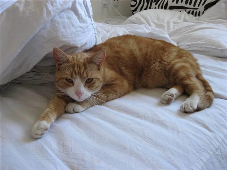 Huskat Aia O'malley billede 6