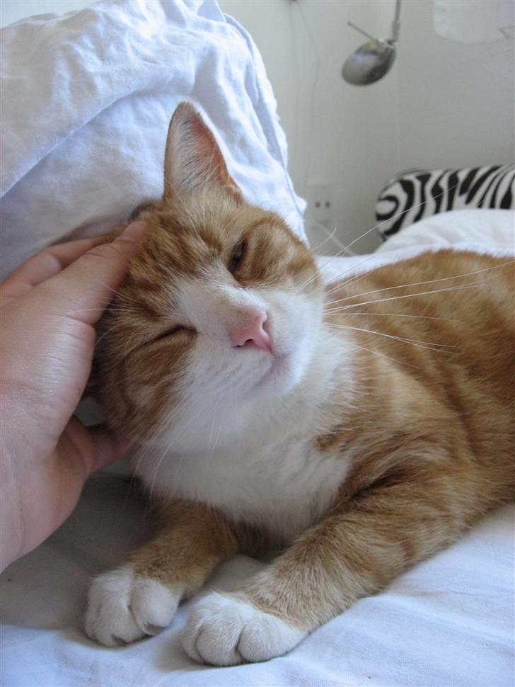 Huskat Aia O'malley billede 7