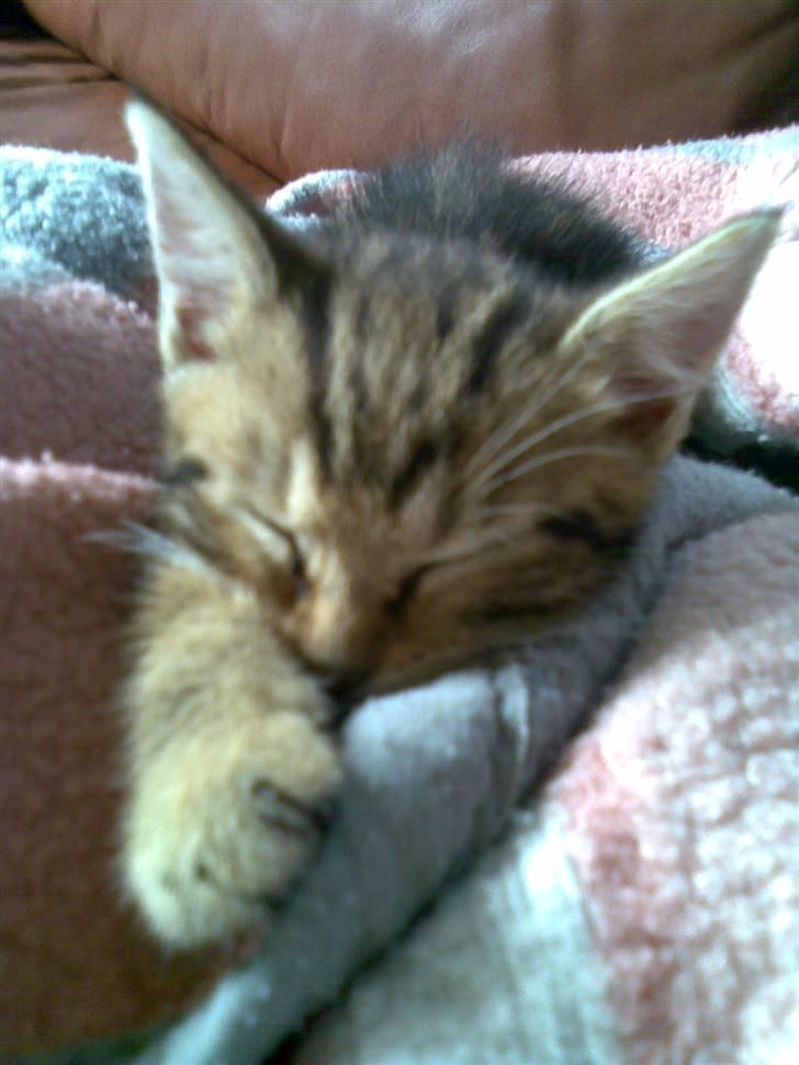 Huskat Kissa billede 10