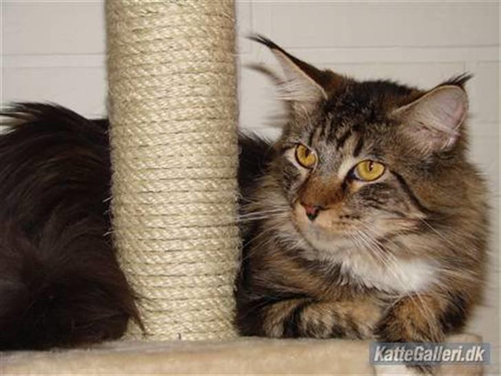 Maine Coon Dk Moviecoons honey bibi - Det her er min far . :) billede 16