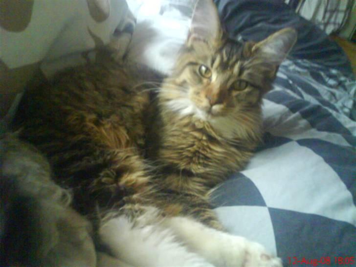 Maine Coon Dk Moviecoons honey bibi - (7 mdr) billede 17