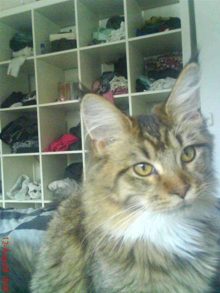 Maine Coon Dk Moviecoons honey bibi - (7 mdr) billede 18