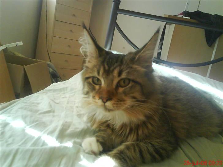 Maine Coon Dk Moviecoons honey bibi - Skal jeg lige massere din dyne mor ? :D (6 mdr) billede 19