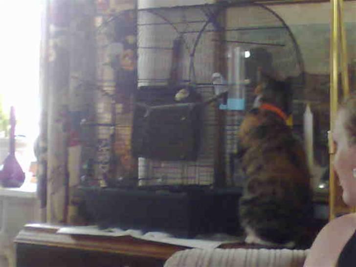 Huskat mulle 04-03-10 R.I.P. - jeg holder øje med jer billede 9