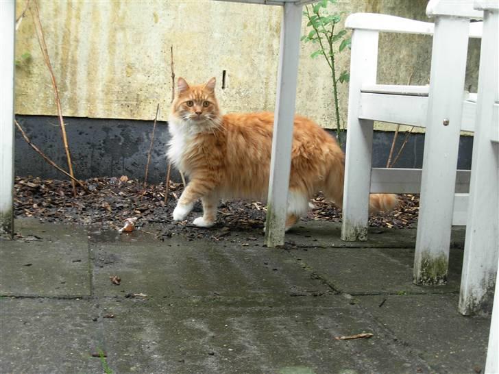 Maine Coon Garfield - aug.08 billede 11