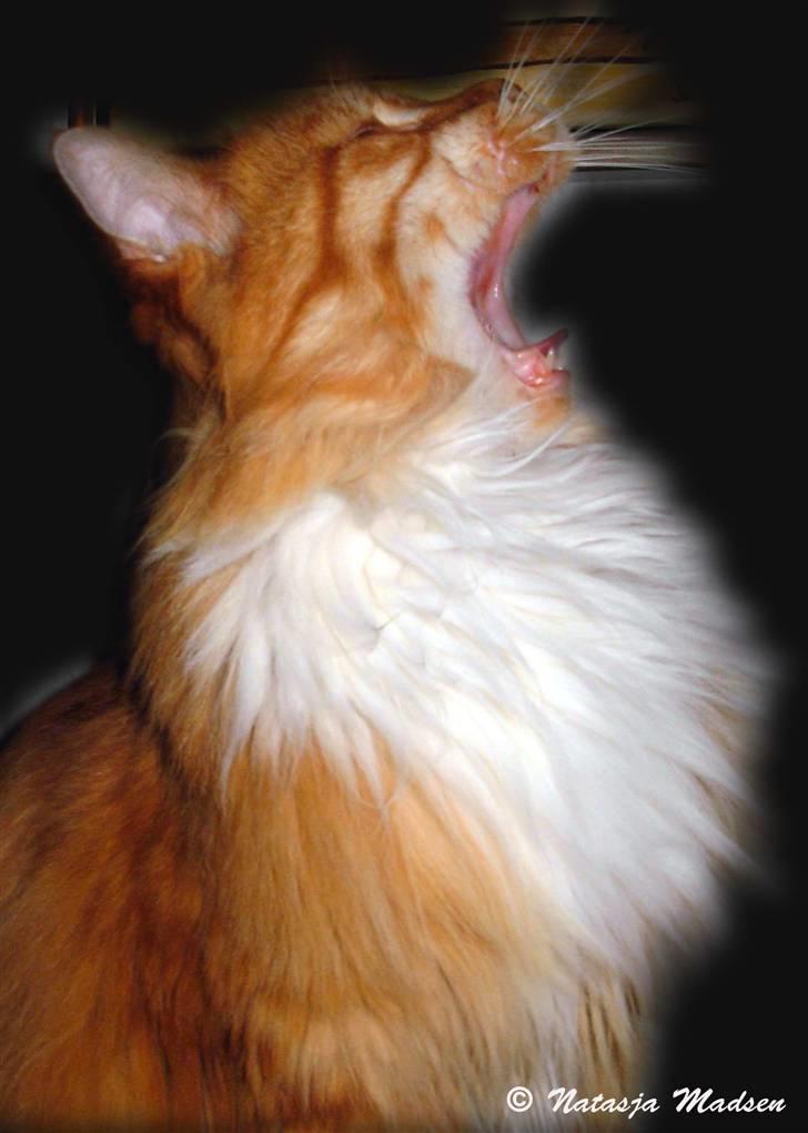 Maine Coon Garfield - sept.08 billede 12