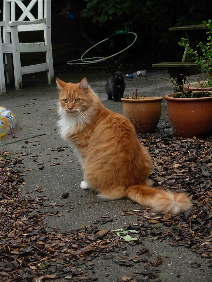 Maine Coon Garfield - aug.08 billede 13