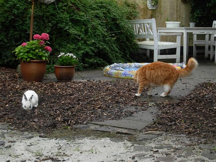 Maine Coon Garfield - aug.08 billede 14