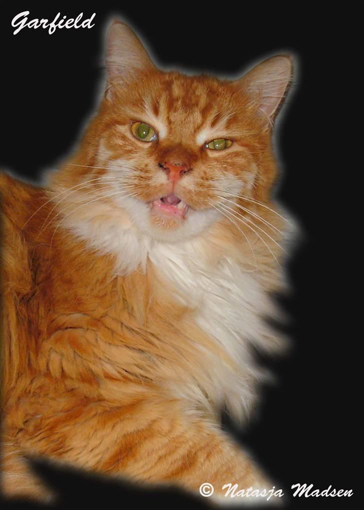 Maine Coon Garfield - aug.08 billede 15