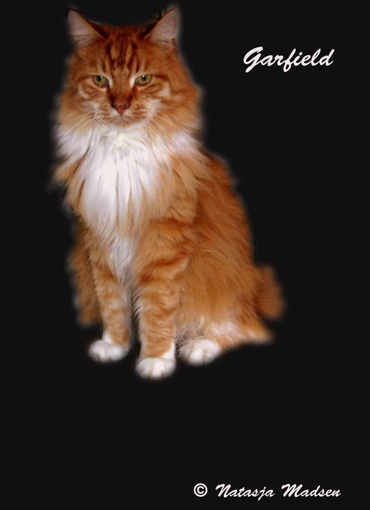 Maine Coon Garfield - aug.08 billede 16