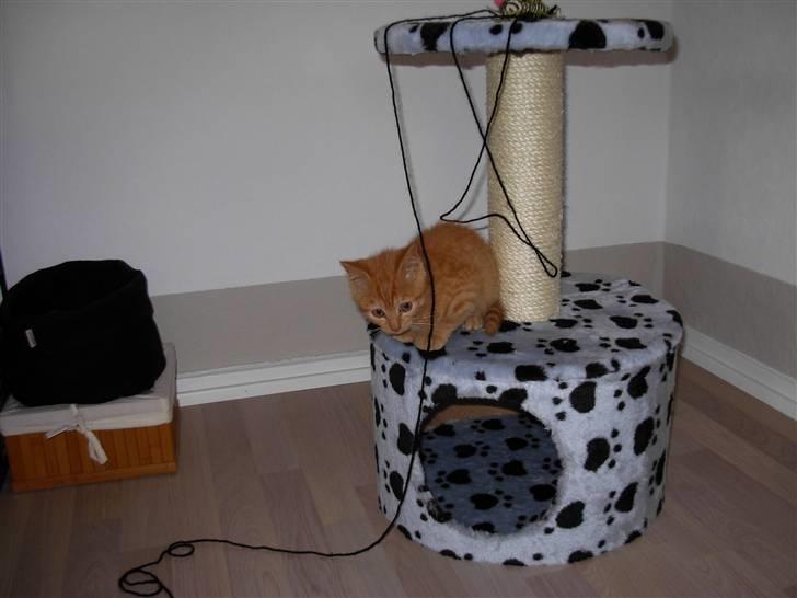 Huskat samson billede 6