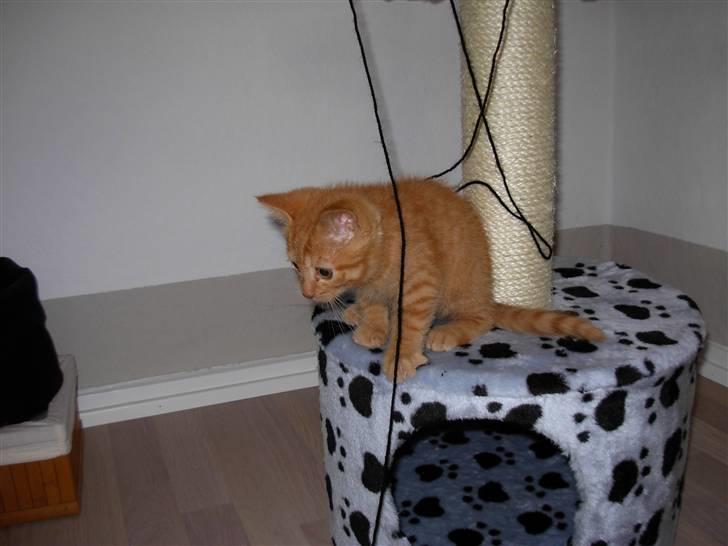 Huskat samson billede 7