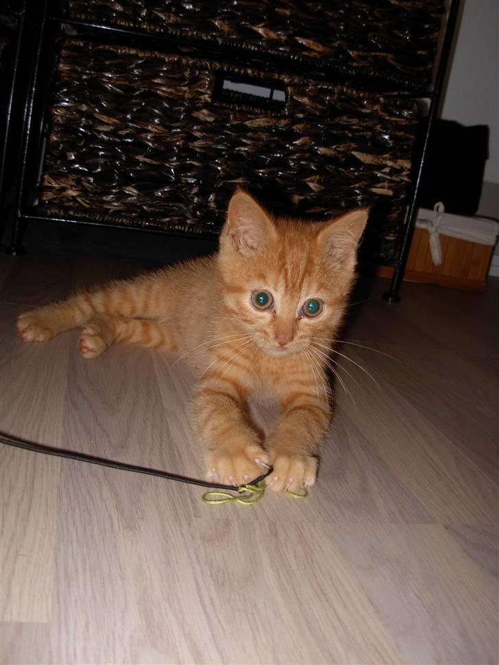 Huskat samson billede 8