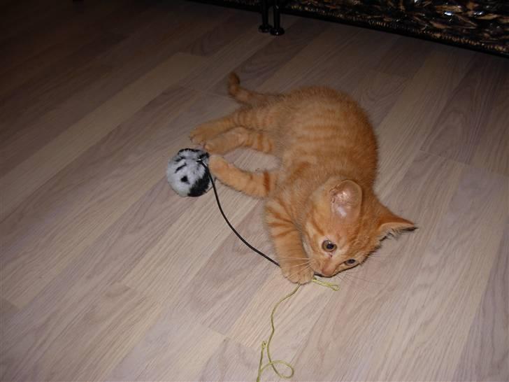 Huskat samson billede 9