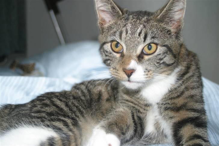 Blanding af racer Buster billede 9