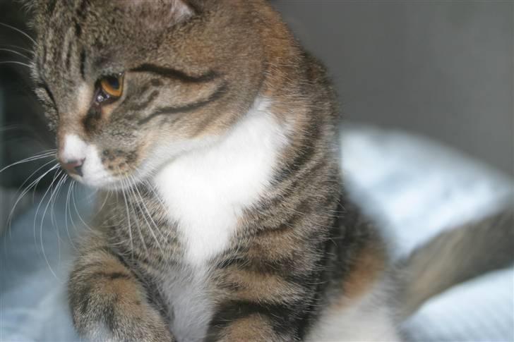 Blanding af racer Buster billede 10